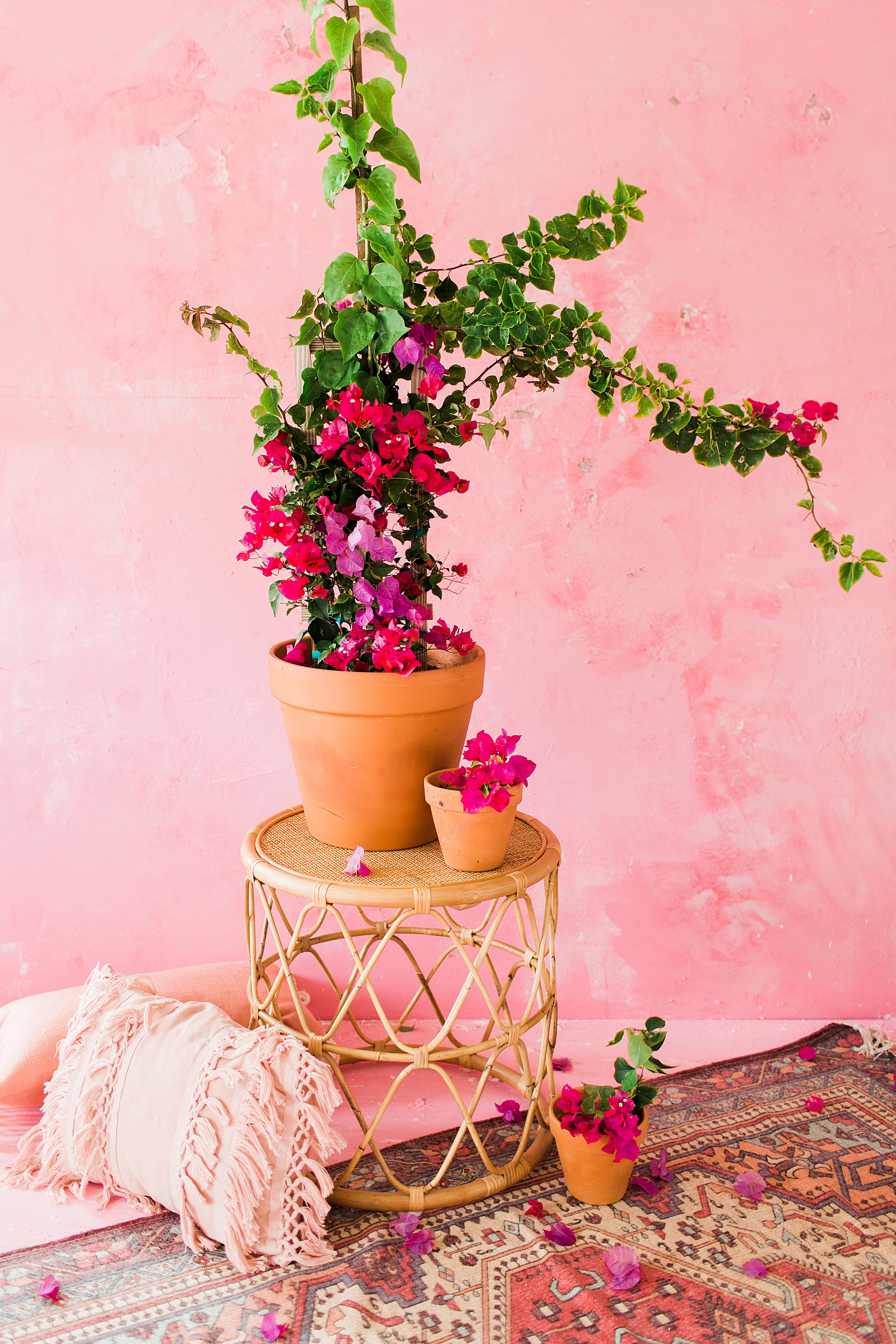 boho bougainvillea on pink wall