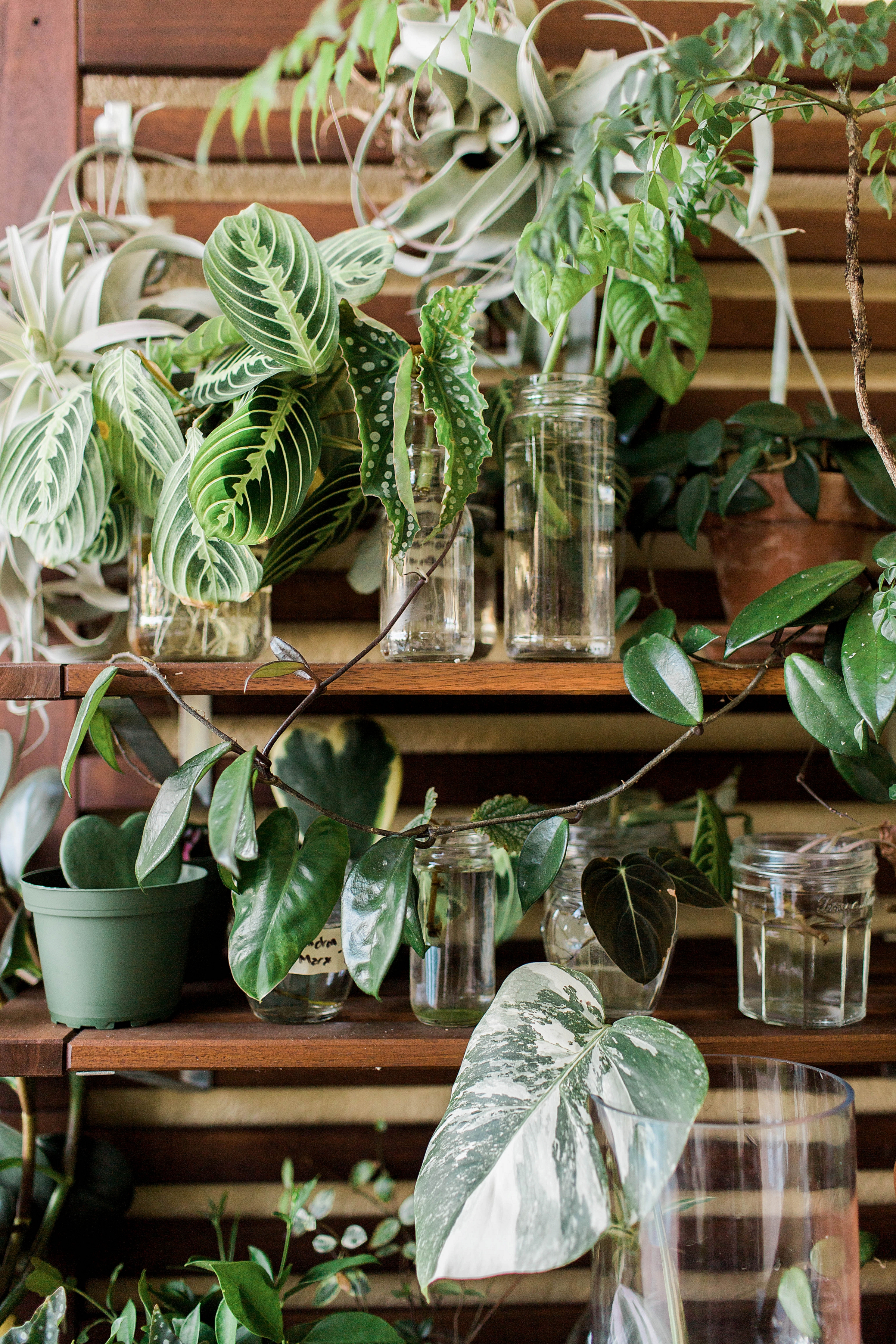 How To Decorate With House Plants!