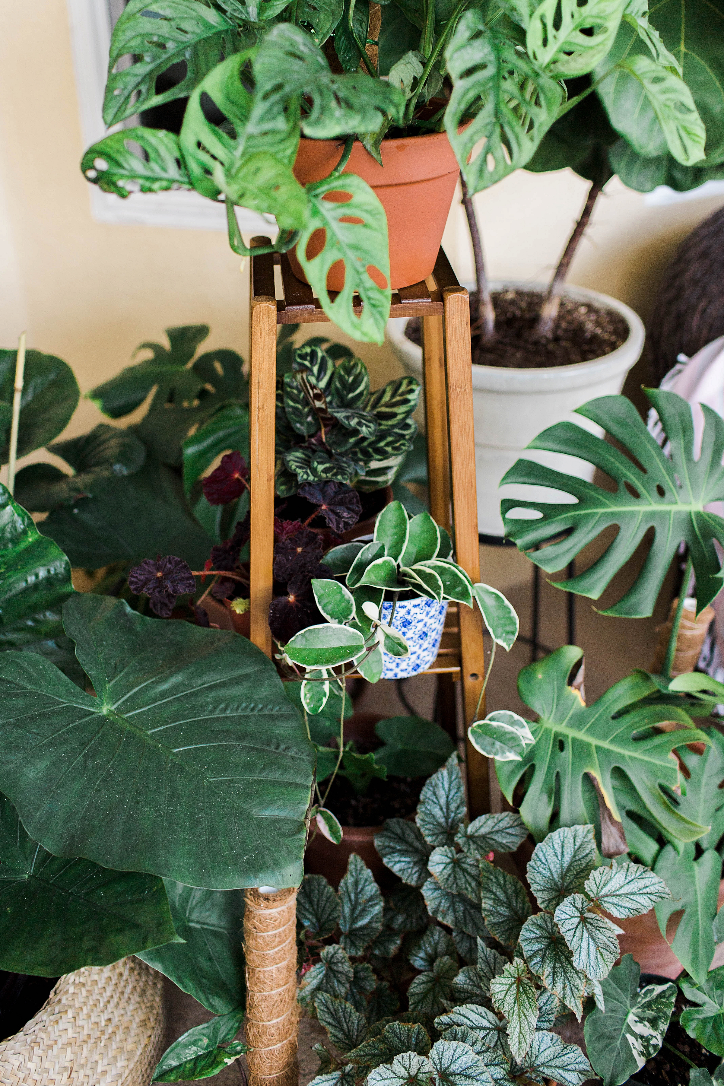 How To Decorate With House Plants!