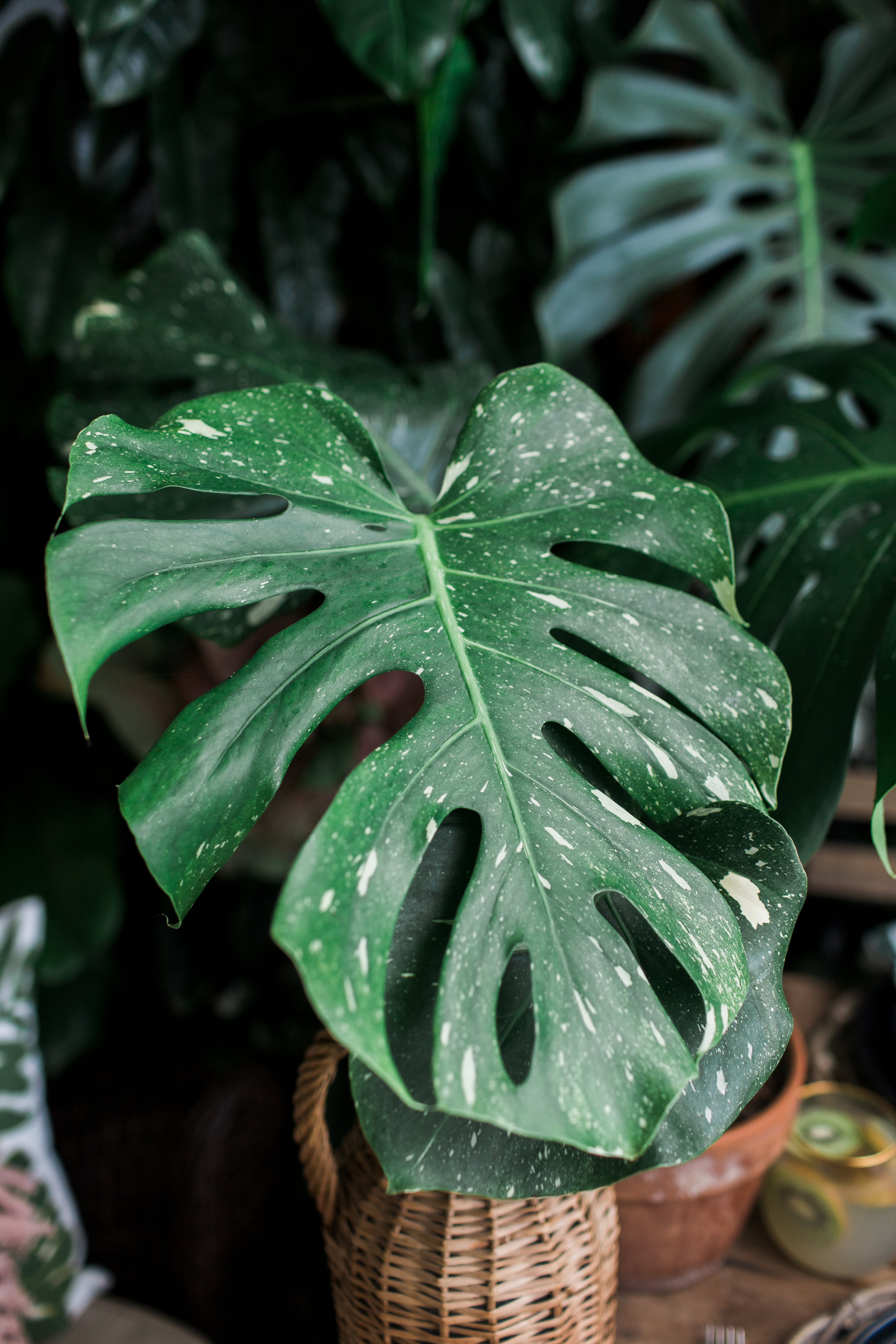 monstera plant swap party