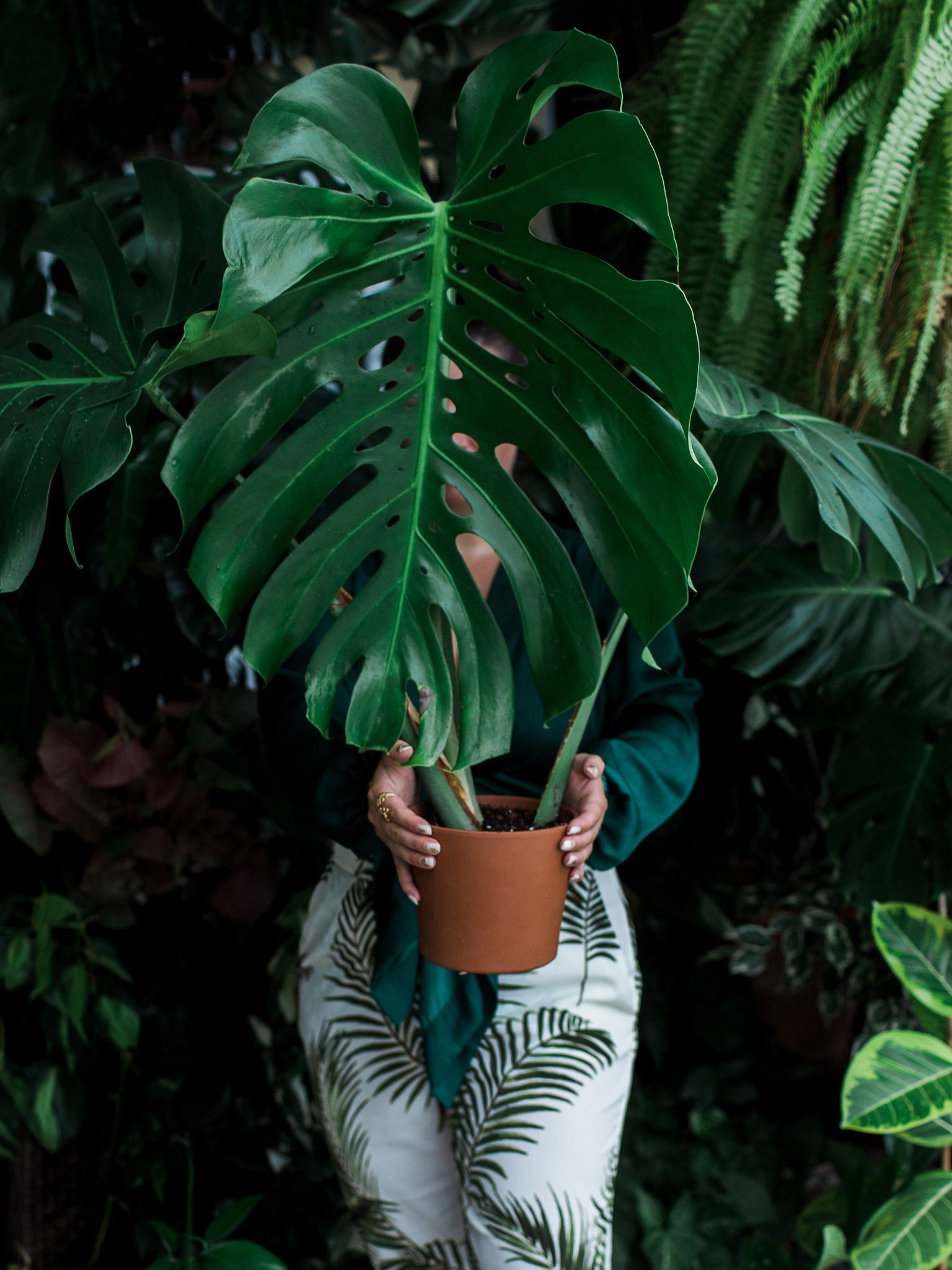 monstera plant swap party